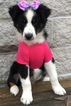 Small Photo #46 Australian Shepherd Puppy For Sale in ARBA, IN, USA