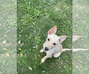 German Shepherd Dog-Unknown Mix Dogs for adoption in Sandy, UT, USA