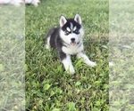 Small #1 Siberian Husky