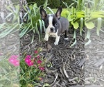 Image preview for Ad Listing. Nickname: Milo