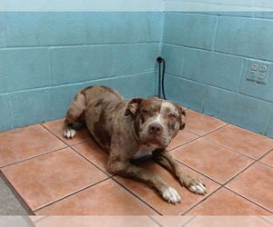 American Pit Bull Terrier Dogs for adoption in Downey, CA, USA