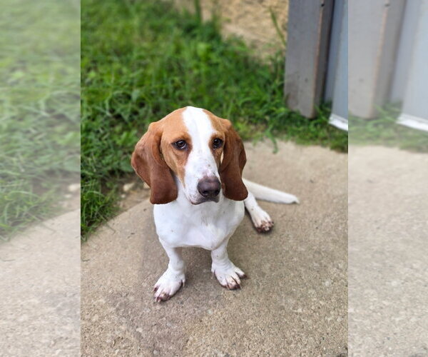 Medium Photo #2 Basset Hound Puppy For Sale in Brookville, OH, USA