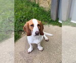 Small #1 Basset Hound