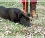 Small #2 Labrador Retriever Mix