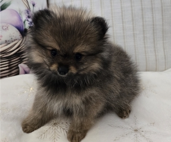 Medium Photo #3 Pomeranian Puppy For Sale in MENIFEE, CA, USA
