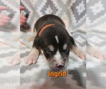 Small Photo #4 Boxer Puppy For Sale in Poplar Bluff, MO, USA