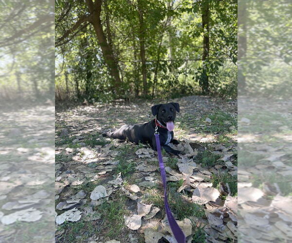 Medium Photo #4 Dachshund-Unknown Mix Puppy For Sale in Elmsford, NY, USA