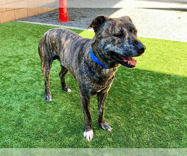 Medium Photo #1 Mutt Puppy For Sale in Moreno Valley, CA, USA