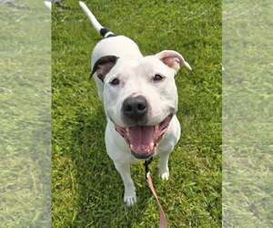 American Pit Bull Terrier-Unknown Mix Dogs for adoption in Millersville, MD, USA