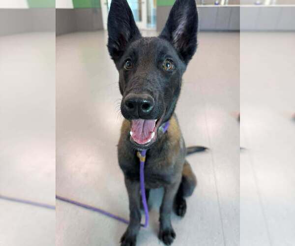 Medium Photo #3 Mutt Puppy For Sale in Imlay City, MI, USA