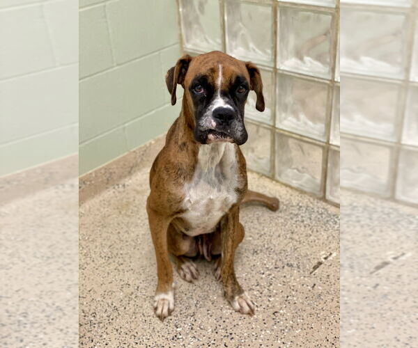 Medium Photo #3 Boxer Puppy For Sale in Austin, TX, USA