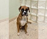 Small #2 Boxer