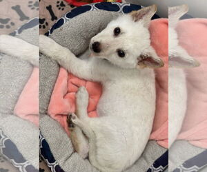 Everest - Male Unknown-white german shepherd Mix Dog for Adoption - Photo #17