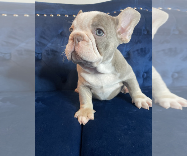 Medium Photo #6 French Bulldog Puppy For Sale in FORT LAUDERDALE, FL, USA
