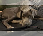 Small #6 Blue Lacy Mix