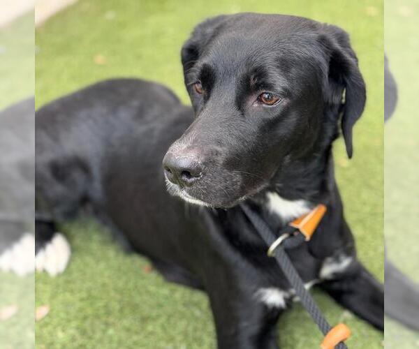 Medium Photo #2 Labrador Retriever-Unknown Mix Puppy For Sale in San Diego, CA, USA