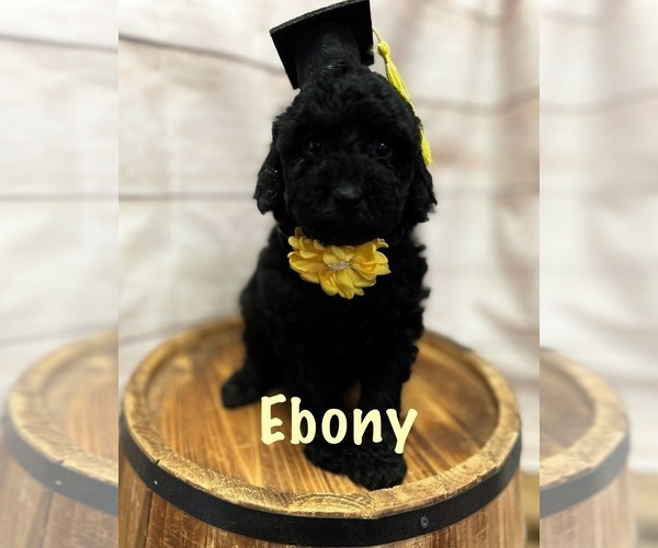 Medium Photo #4 Goldendoodle (Miniature) Puppy For Sale in HAYDEN, AL, USA