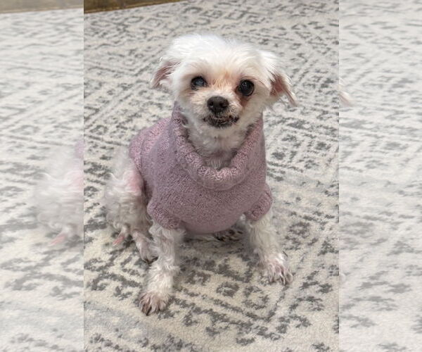 Medium Photo #3 Maltese Puppy For Sale in Bellevue, WA, USA