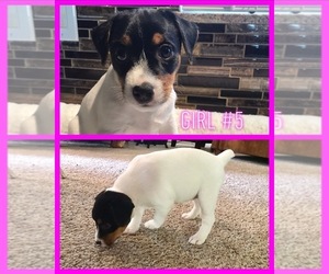 Jack Russell Terrier Puppy for sale in COLTON, CA, USA