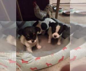 Rat-Cha-Ratshire Terrier Mix Puppy for sale in TIFFIN, OH, USA