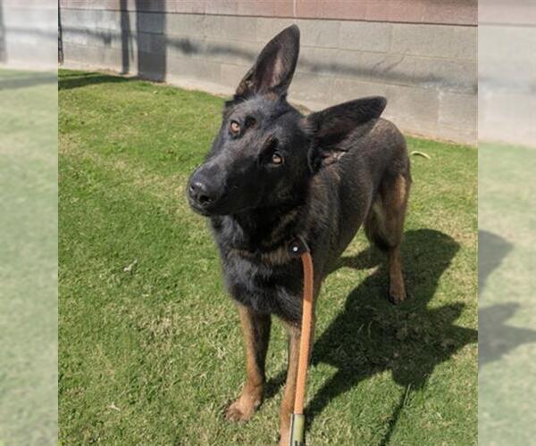 Medium Photo #3 Mutt Puppy For Sale in Redlands, CA, USA