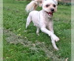 Small Maltese Mix