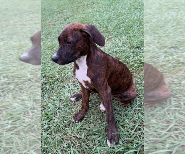 Medium Photo #3 Mountain Cur-Unknown Mix Puppy For Sale in Conway, AR, USA