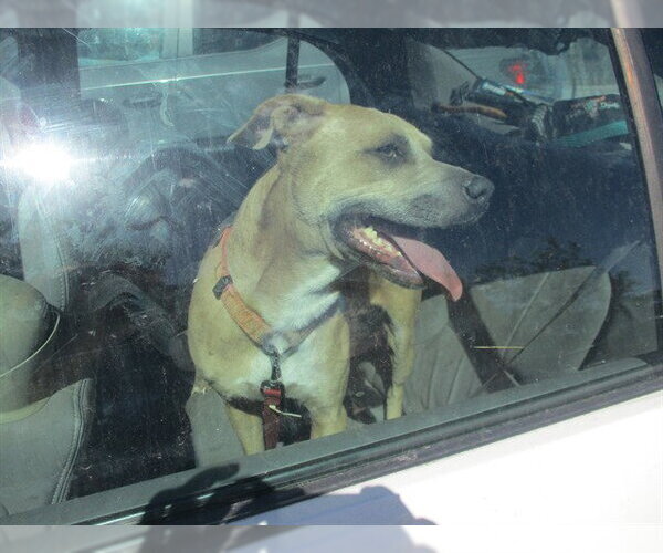 Medium Photo #1 American Pit Bull Terrier-Papillon Mix Puppy For Sale in Ocala, FL, USA