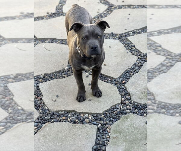 Medium Photo #2 American Pit Bull Terrier Puppy For Sale in Dana Point, CA, USA
