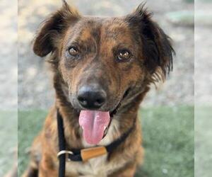 Medium Australian Shepherd-Collie Mix