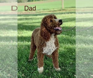 Father of the Irish Doodle puppies born on 07/28/2025