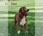 Small Photo #1 Irish Doodle Puppy For Sale in WOOSTER, OH, USA