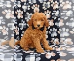 Small Photo #4 Goldendoodle (Miniature) Puppy For Sale in AIRVILLE, PA, USA