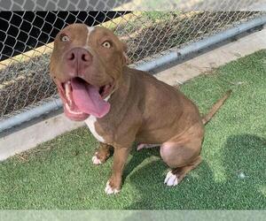 American Staffordshire Terrier-Unknown Mix Dogs for adoption in Grand Prairie, TX, USA