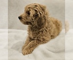 Small Photo #5 Goldendoodle (Miniature) Puppy For Sale in EAGLE MOUNTAIN, UT, USA