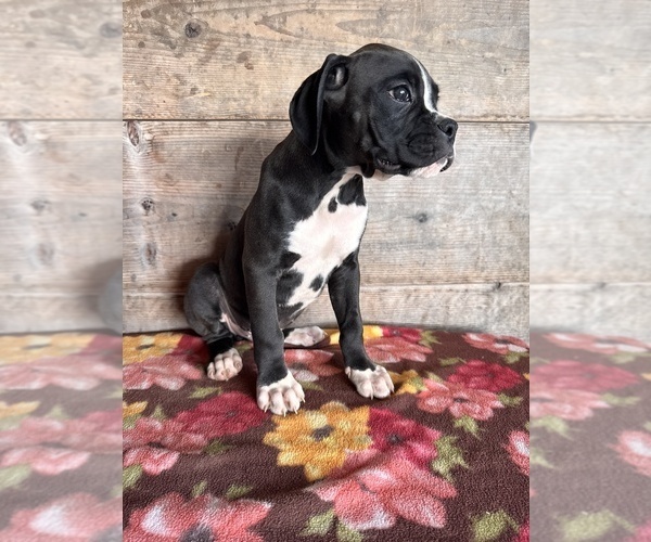 Medium Photo #4 Boxer Puppy For Sale in VERMONTVILLE, MI, USA