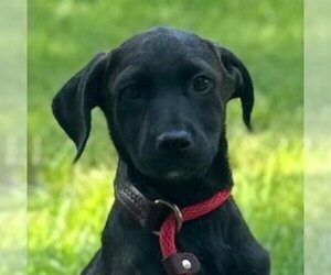 Labrador Retriever-Retriever  Mix Dogs for adoption in Yardley, PA, USA