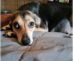 Small #2 Beagle Mix