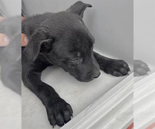 Medium Photo #2 German Shepherd Dog-Unknown Mix Puppy For Sale in Houston, TX, USA