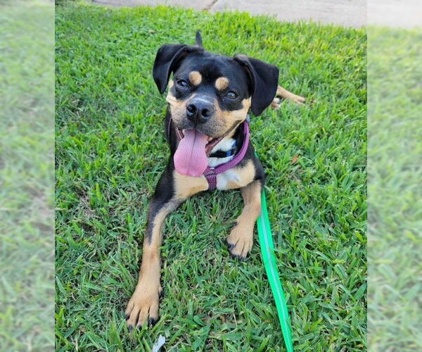 Medium Photo #3 Boxer-Unknown Mix Puppy For Sale in Katy, TX, USA