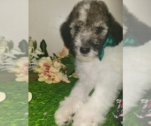 Poodle (Standard) Puppy for Sale in SOUTHFIELD, Michigan USA