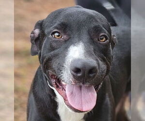 Labrador Retriever-Unknown Mix Dogs for adoption in Canton, CT, USA