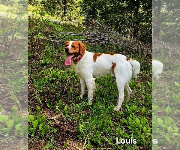 Medium Photo #1 Brittany Puppy For Sale in COLVILLE, WA, USA
