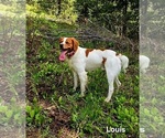 Small Photo #1 Brittany Puppy For Sale in COLVILLE, WA, USA