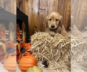 Golden Retriever Puppy for Sale in NEOLA, West Virginia USA