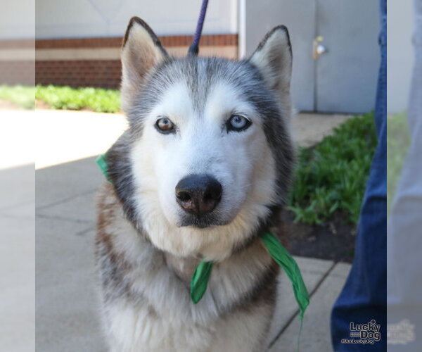 Medium Photo #7 Siberian Husky-Unknown Mix Puppy For Sale in Washington, DC, USA