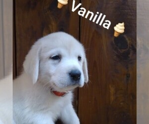 Labrador Retriever Puppy for sale in LINDEN, TN, USA