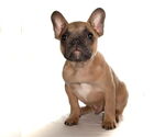 Small #2 French Bulldog
