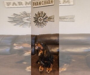 Mother of the Cavalier King Charles Spaniel puppies born on 04/02/2025