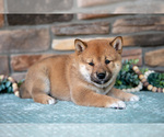 Puppy Kiera Shiba Inu